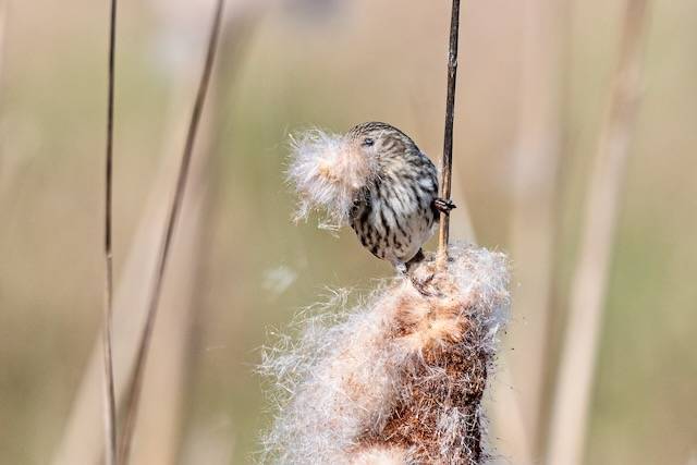 David Badke / Macaulay Library at the Cornell Lab of Ornithology (ML323857361)